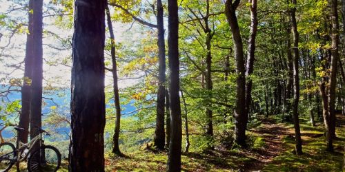 Einrollen rund um Bülach
